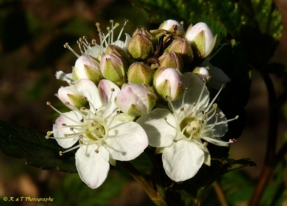 {Physocarpus opulifolius}